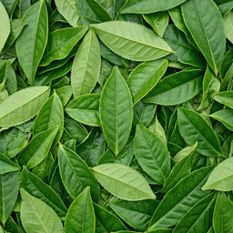 مستخلص شجرة الشاي (TEA TREE)